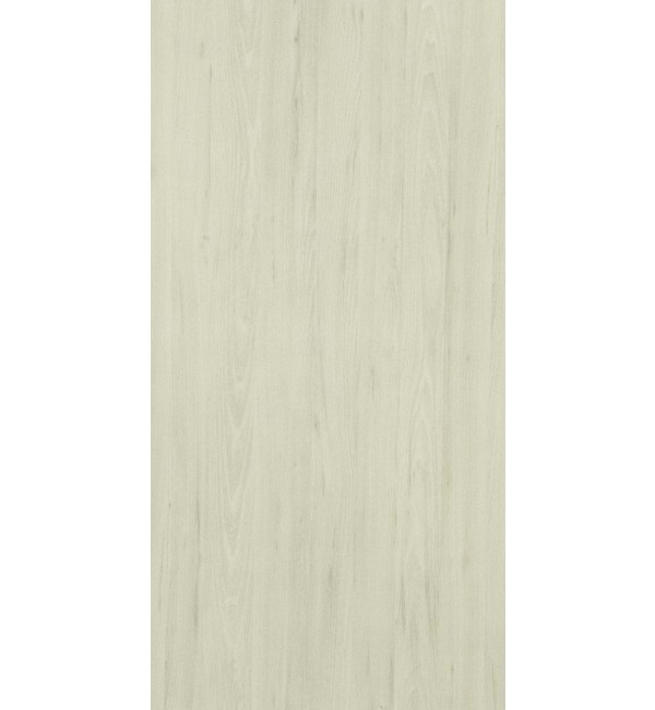 Argent Elm